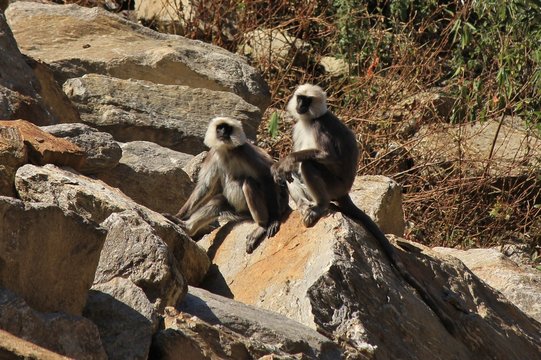 Young grey langur monkeys photographed in Bamboo, Langtang National Park, Nepal.