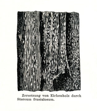 Wood damage caused by Xylobolus frustulatus (from Meyers Lexikon, 1896, 13/790/791)