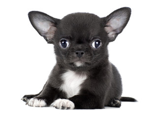 cute Chihuahua puppy isolated on white background