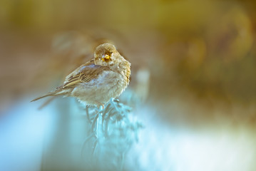 Sparrow Passer montanus with a blurred background