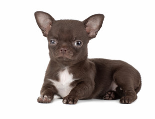 cute Chihuahua puppy isolated on white background