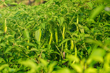 Fresh green chilies peppers tree