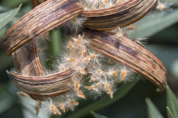 dread oleander plant and seed