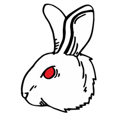 white rabbit illustration