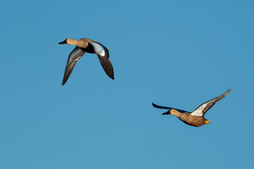 Cape Shoveler Duck's in Flight