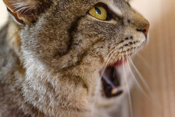 gray cat with open mouth