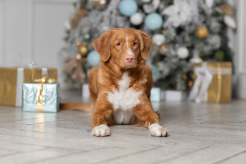 Cute Dog waiting for the New Year