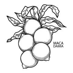 Graphic macadamia nuts