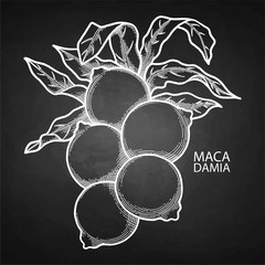 Graphic macadamia nuts