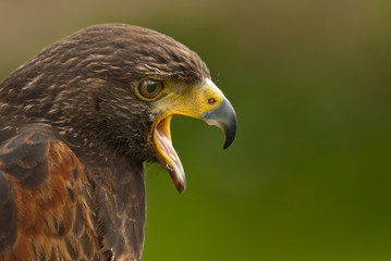 Bussard
