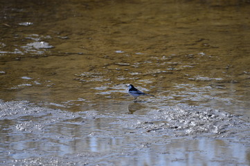 A beautiful bird in wetlands