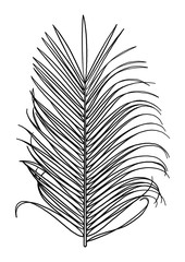 Graphic palm leaf