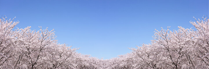 Naklejka premium さくら