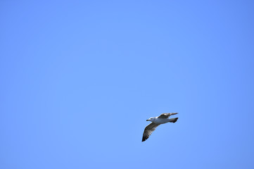 A beautiful bird in wetlands