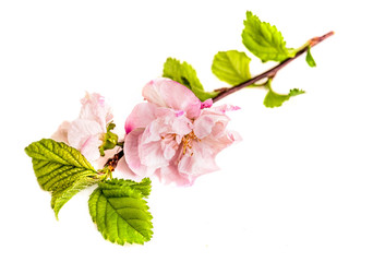 Spring Cherry blossoms, pink flowers isolated on white background