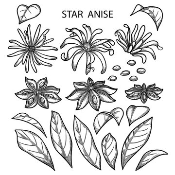Graphic star anise