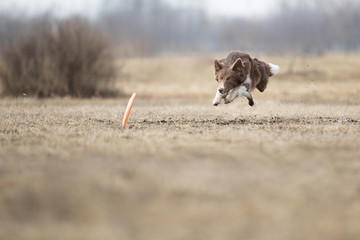 Dog catching flying disk, pet playing outdoors in a park.