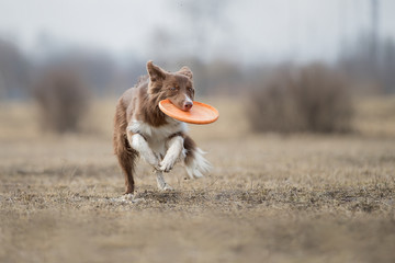 Dog catching flying disk, pet playing outdoors in a park.