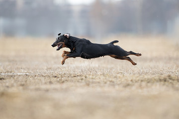 Yagd Terrier dog Frisbee