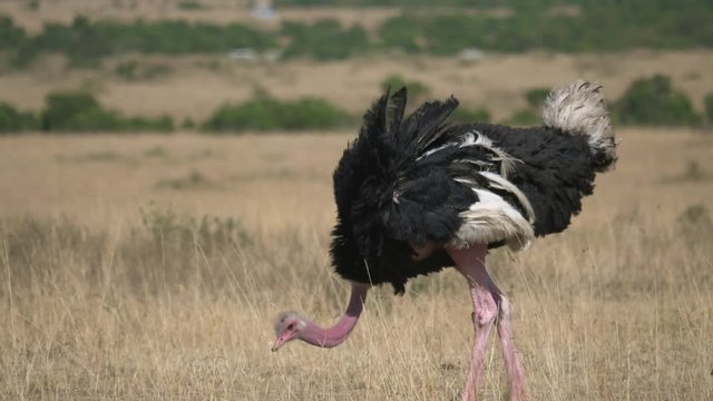 Male ostrich 