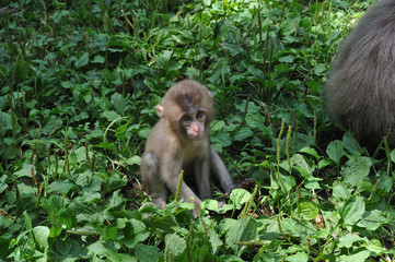 日本の小豆島の野生の猿