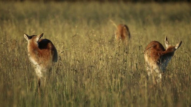 Red lechwe antelopes (Kobus leche) in tall grassland, southern Africa