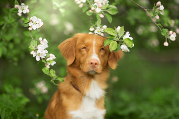 Dog Nova Scotia duck tolling Retriever sitting in a tree on a background of white flowers in the garden.
