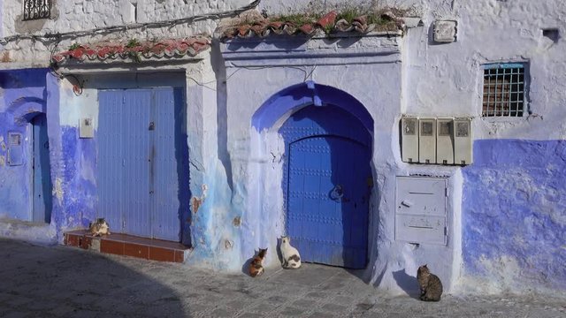 Cats on traditional old blue street with inside Medina of Chefchaouen, Morocco, 4k