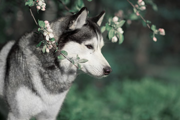 Obraz premium Siberian husky in the spring flowers of the Apple tree