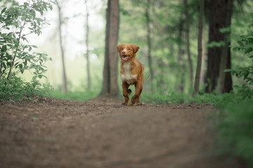 Cute dog playing in the woods. Nova Scotia duck tolling Retriever on a walk.