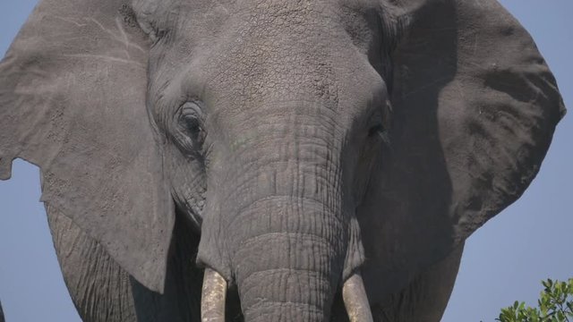 Close up of an African elephant
