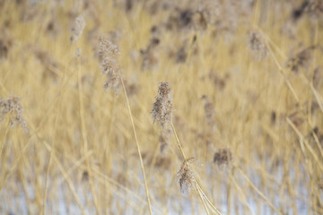 Sea hay on the sea shore on a sunny winter day.