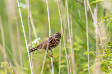 Reed Bunting with insect in its beak sits on a reed straw