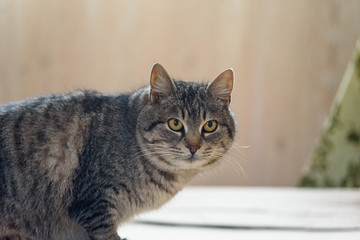portrait of a gray village cat