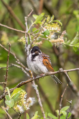 Ruffled Reed Bunting sitting in a bush