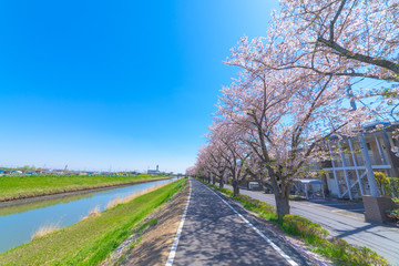 Fototapeta premium 桜 桜並木 河川敷 越谷市