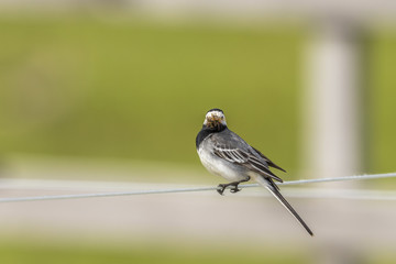 Wagtail with its beak full of insects sitting on a wire