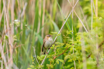 Sedge warbler perched on a straw and rests