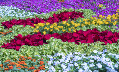 Flowerbeds in the park decorated many kinds of flowers in bursts of colorful colors in the early spring sunshine beautiful.