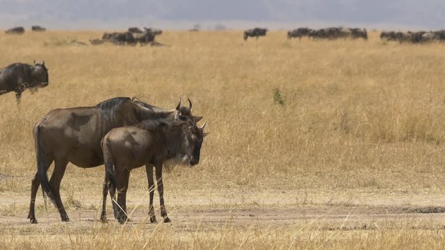 Gnu with calf