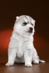 cute puppy Siberian husky on a brown background in the Studio