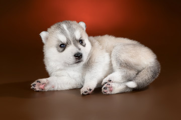 Fototapeta premium cute puppy Siberian husky on a brown background in the Studio