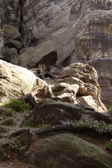 Little flowers by big stone wall.