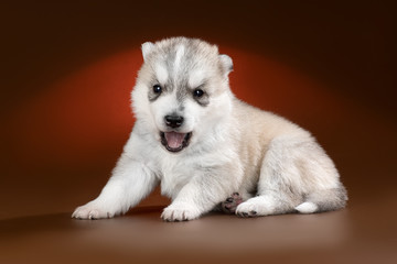 Fototapeta na wymiar cute puppy Siberian husky on a brown background in the Studio