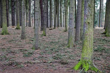 Obraz premium forest
