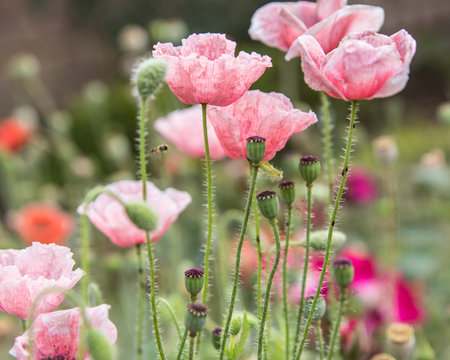 Pink Poppy flowers