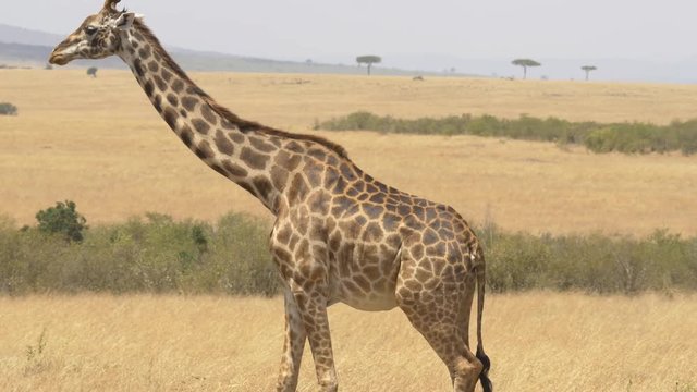 Masai giraffe on the savannah
