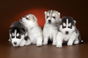 cute puppy Siberian husky on a brown background in the Studio