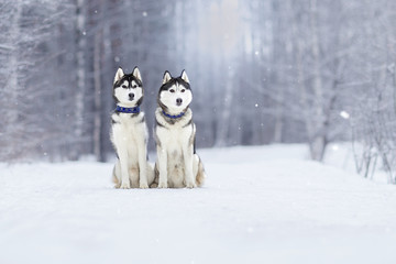 Two beautiful Siberian Husky on the ice in winter