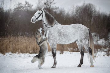 Obraz na płótnie Canvas Horse leads the dog by the bridle. Orlovskiy Trotter and Alaskan Malamute